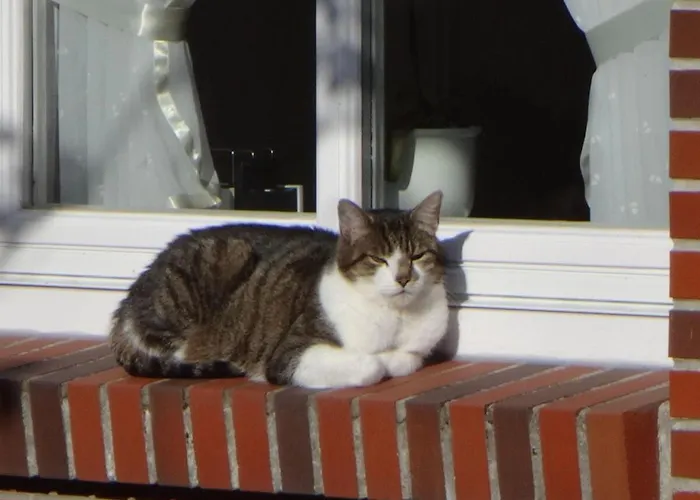 Windjammer * Krummhörn